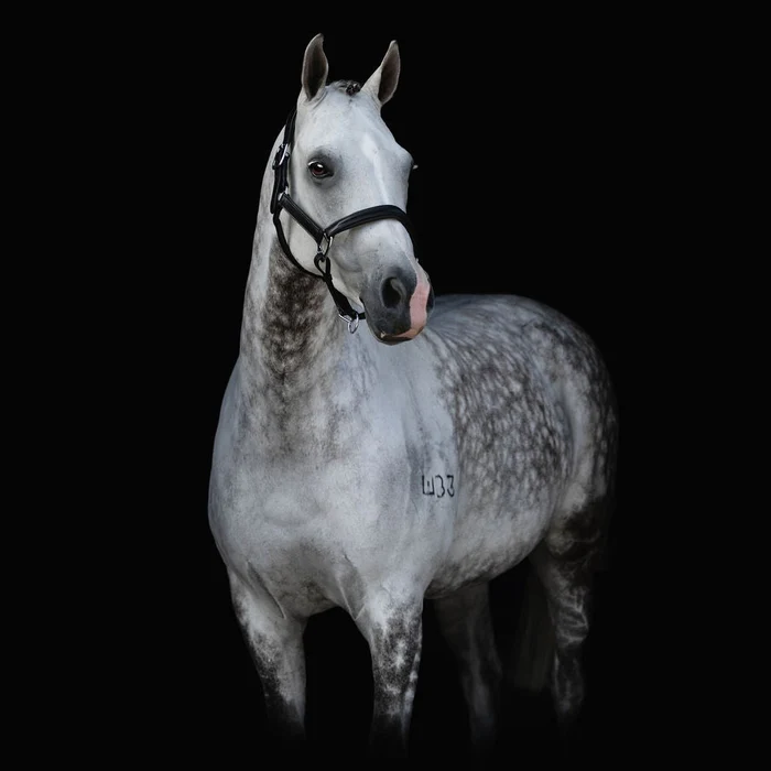 ALIZE LEATHER HALTER - Image 5