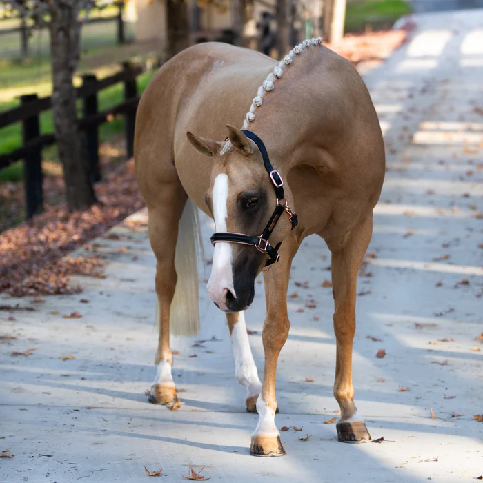 HOLLYWOOD LEATHER HALTER - Image 2