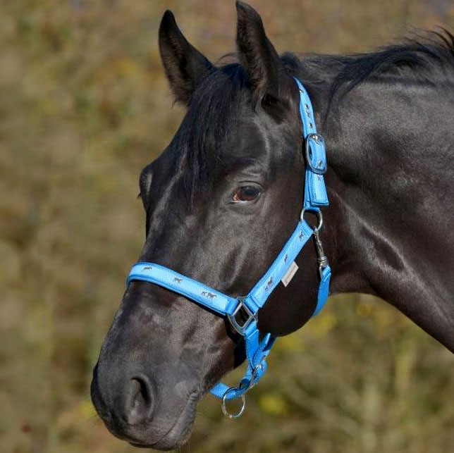 Waldhausen Little Horse Halters