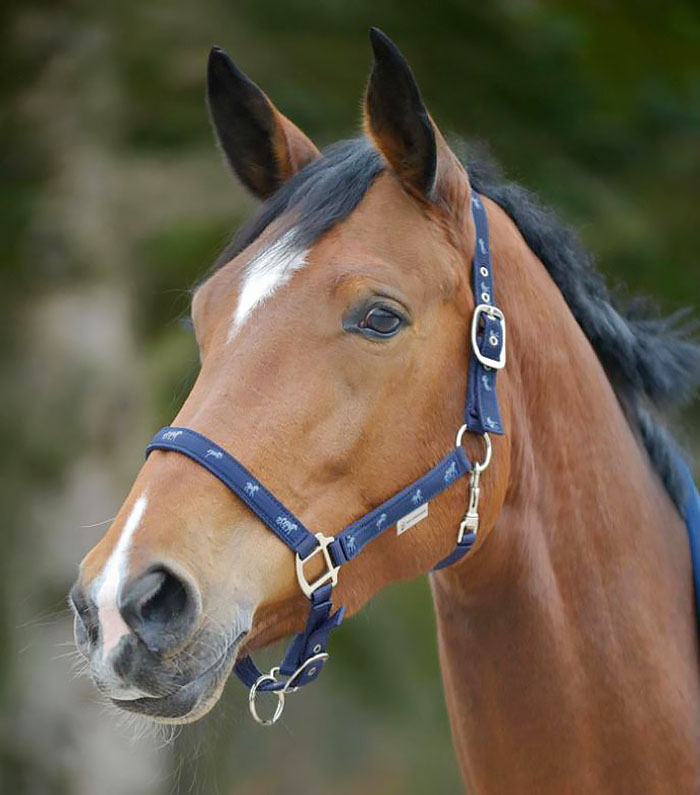 Waldhausen Little Horse Halters - Image 3