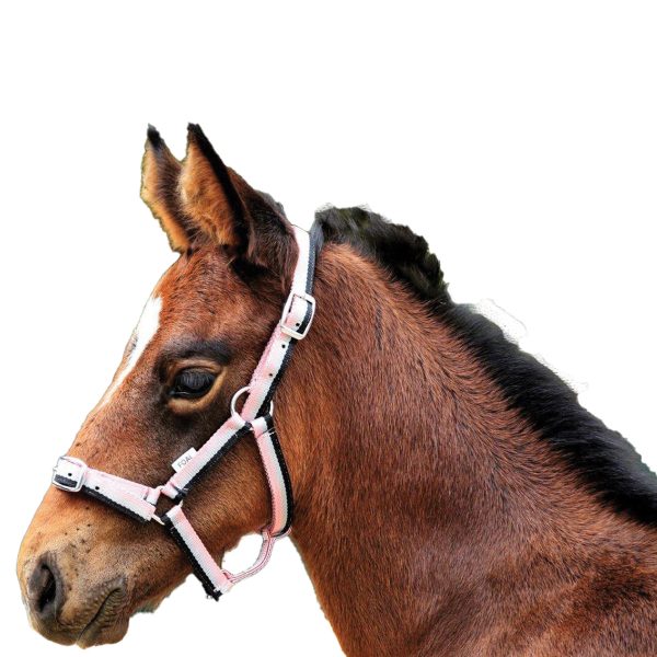 Eureka Foal Halter Pink/Grey/Black