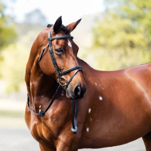 Cavalier Classic Bridle Black