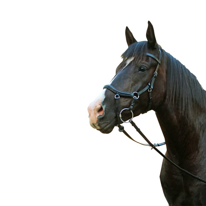 McAlister Competition Bridle Black