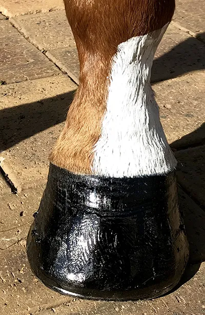 NTR Pure White - Image 2