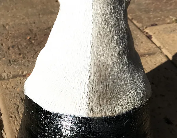 NTR Pure White - Image 4