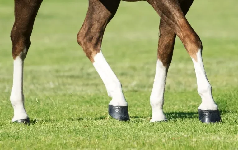 NTR Pure White - Image 5