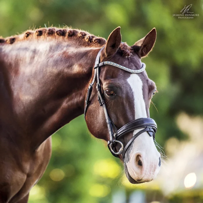 Lumiere Anastasia Leather Convertible Bridle
