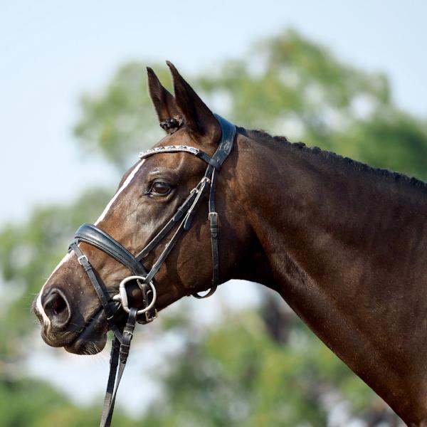 Lumiere Anastasia Leather Convertible Bridle - Image 3