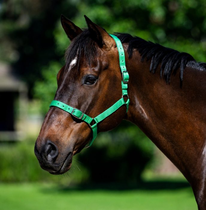 Buckle Halter - Image 2