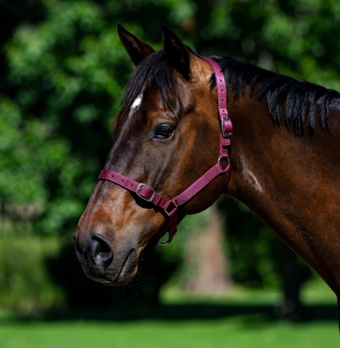 Buckle Halter - Image 3