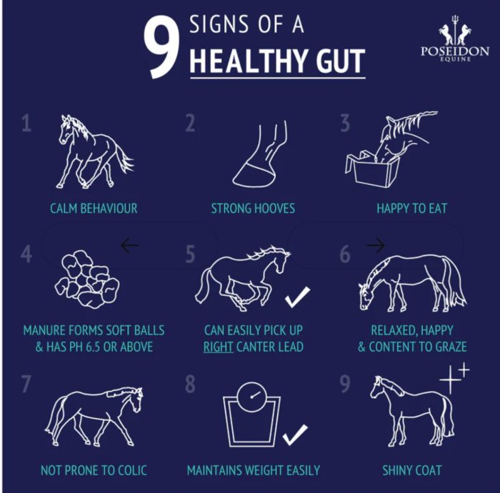 Poseidon Digestive EQ - Equine Gut Supplement 4kg Sachet - Image 2