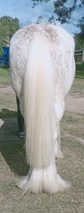 Equine Soap Co. Coconut & Sulphur Soap - Image 3