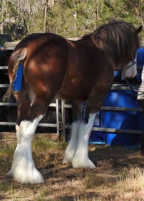 Equine Soap Co. Coconut & Sulphur Soap - Image 5