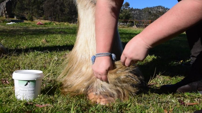 Equine Soap Co. Feather Shield 1kg - Image 3