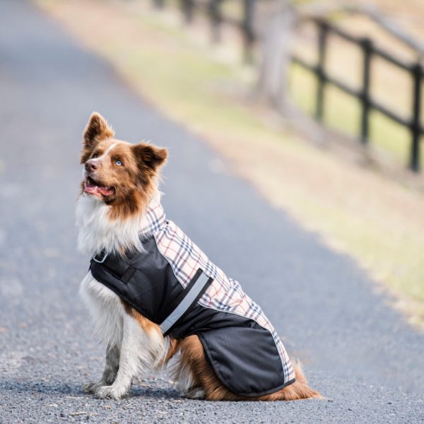 Classic Check Bounty Dog Coat