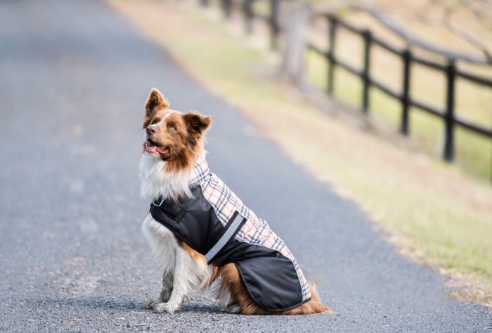 Classic Check Bounty Dog Coat