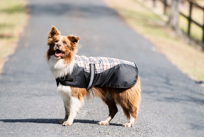 Classic Check Bounty Dog Coat - Image 2