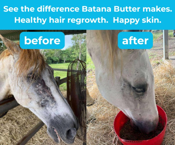 HSE Batana Butter - Image 4