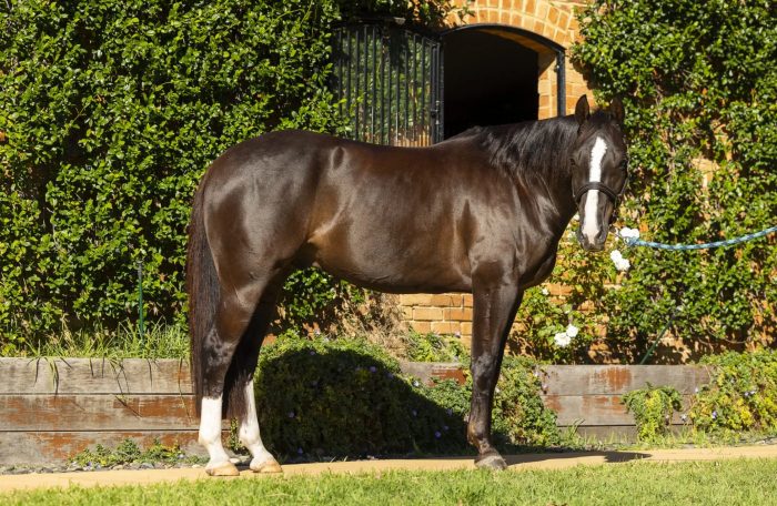 HSE Hot Oil Coat Conditioner - Image 3