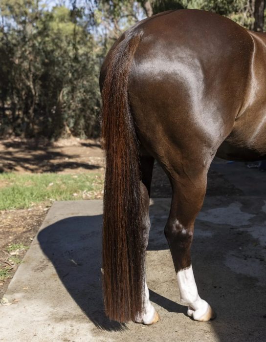 HSE Hot Oil Coat Conditioner - Image 5