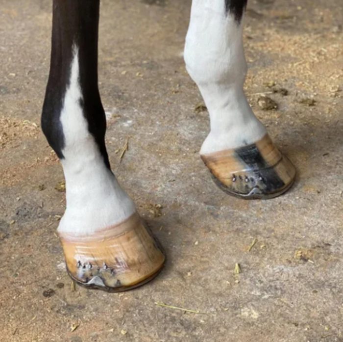 MP Diamond Polish & Sealer - Image 2